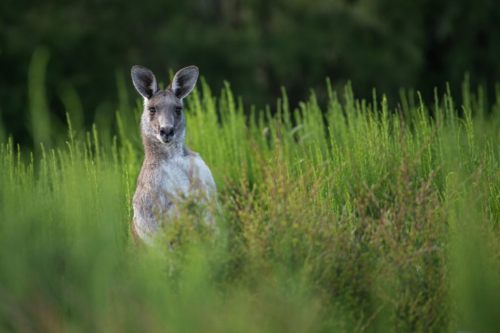  kangaroo